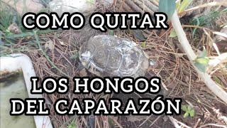 como quitar hongos del caparazon tortuga vemos rhinoclemmys pulcherrima incisa turtletortoise [upl. by Dorie]