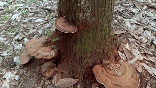 Artists Bracket MushroomGanoderma Applanatum Imelda Ingram USA [upl. by Kathye]