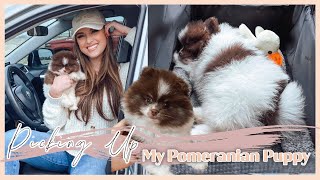 Picking up my Pomeranian Puppy  Alayah Benavidez [upl. by Cheston866]