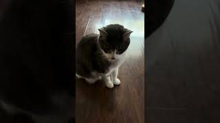 Little amp Pitter… cat catsofyoutube [upl. by Assilym]