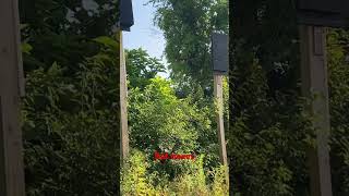 Bat boxes at Codorus State Park dayhikingandherpingdudes [upl. by Belayneh133]