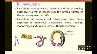 Introduction Gastrulation and Morphogenetic movements [upl. by Tamar]