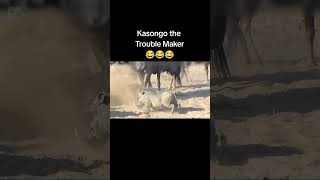 Kasongo yeye africancountry funny [upl. by Aletha]