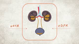 What are your Kidney Numbers uACR and eGFR Explained  CKD Heat Map  NKF [upl. by Vidovik]