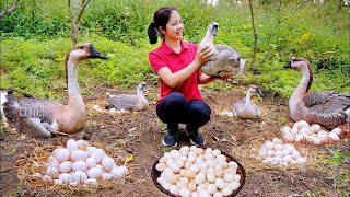 Harvesting giant goose eggs to sell at the market🥚cooking Minh Daily Harvesting [upl. by Myrilla]