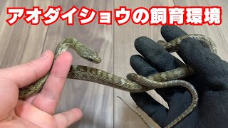 突っ張り棒を使ってアオダイショウの飼育環境のセッティングします [upl. by Gassman]