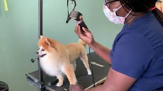 How to trim a Pomeranian like a lion [upl. by Liew]