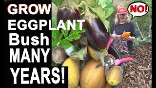 Guide How to Grow Eggplants from Seed in Containers  Ground in the Garden for Years [upl. by Murage]