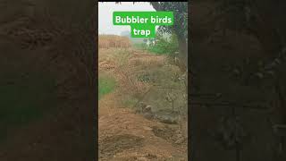 😎🔥Super bubbler birds traping 😎🔥 [upl. by Annahsit]