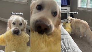 Golden Retriever Gets So Excited When His Humans Wake Up In The Morning [upl. by Ellery]