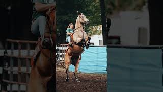 rearing horse riding by a beautiful lady in the competition horseriding shorts rearing [upl. by Areip]