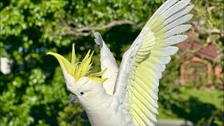 Saturday FUN with Spring Cockatoos at Birds of Australia [upl. by Brandyn]