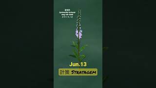 【366花語Jun13】計策  stratagem [upl. by Arvonio]