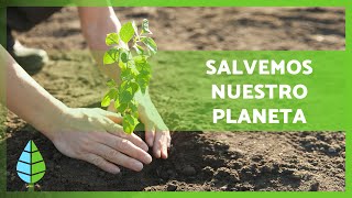 Qué es la REFORESTACIÓN y su IMPORTANCIA 🌲🌳 ¿Cómo podemos ayudar 🌏 [upl. by Sivat983]