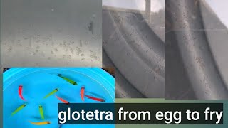 glo tetra egg hanggang maging frybreeding glofishsuccess breeding [upl. by Myrtle834]