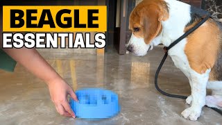 Things Every Beagle Owner Should Invest In [upl. by Nisior893]