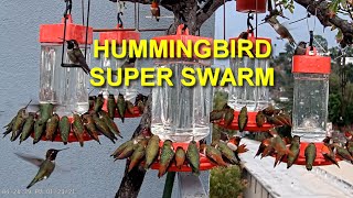 Biggest Hummingbird Swarm You Have Ever Seen [upl. by Efren]