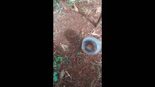 Drip irrigation using bottles [upl. by Jerold292]