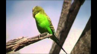 Budgerigar  wild budgerigar bird watching in Australia with EjBirdWatching [upl. by Judie3]