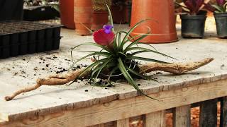 How to Display Air Plants Tillandsia [upl. by Eahc]