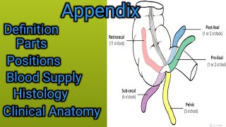 Appendix  Vermiform Appendix [upl. by Fredericka]