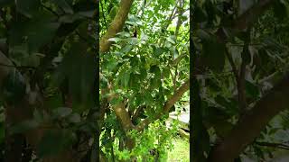 Butterfly flies around orange tree [upl. by Gronseth343]