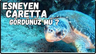 Esneyen Caretta Caretta Gördünüz Mü [upl. by Ellainad]