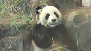 Giant Pandas arrive at Adelaide Zoo [upl. by East355]