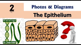 Practical Epithelium Diagrams and photos [upl. by Odlaniger343]