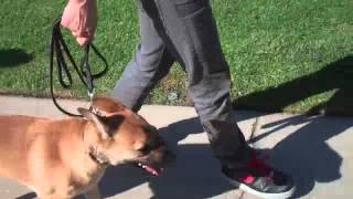 Learn To Train The Good Dog Way The Walk  Dog Training tips [upl. by Atsirak]