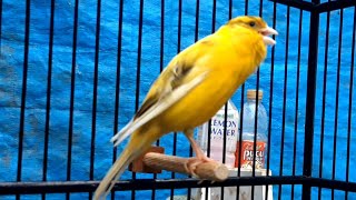 Canary training song  Waterslager canary singing [upl. by Tibbs]