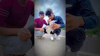 Kabutar ka Saathi Mar Gaya 😱😭shortvideos trending viralvideo pigeon ytshorts dilsadzyan [upl. by Seyer]