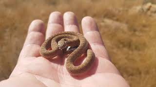 Neonate Common Egg Eater Dasypeltis scabra [upl. by Naryb]