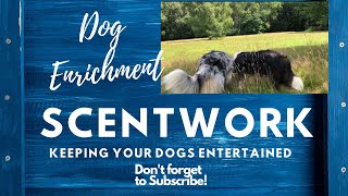 Scentwork  Dog Enrichment Beginner gun dog training [upl. by Leduar]