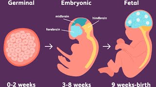 FERTILISATION AND EMBRYONIC DEVELOPMENT  3D ANNIMATION  CLASS 12  BY JYOTI MADDHESHIYA 😊👍 [upl. by Akehsar]