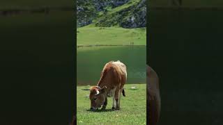 The Sound from Switzerland switzerland switzerlandnature schweiz mountains shorts swissalps [upl. by Ylera942]