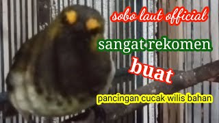 cucak wilis gacor sangat rekomen buat pancingan cucak wilis bahan [upl. by Eirellam114]