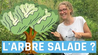 Larbre salade  Toona sinensis [upl. by Evin115]