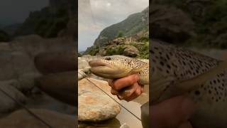 🥇TROTONE in canna al PRIMO lancio🤩tenkara trotafario browntrout kebari tenkarausa [upl. by Teragramyram]