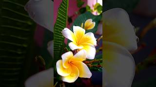 Chafa best flower shotrs youtubeshorts shortfeed [upl. by Lim17]