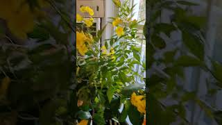 💛 🎺 Tecoma Stans  Pachagotla Tropical Trumpet Vine 🎗️〽️ Tecoma TrumpetVine Pachagotla [upl. by Tompkins]