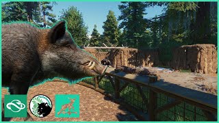 BOARS in the Riverbed  Raven Creek Park  Planet Zoo  41 [upl. by Neysa548]