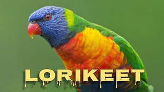 Rainbow lorikeet sounds [upl. by Irek502]