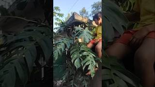 Epipremnum pinnatum plant ☘️ houseplants plants plant shortvideo shorts plantlover [upl. by Quintana]