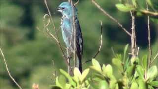 Cyanoloxia glaucocaerulea  Azulinho  Glaucousblue Grosbeak [upl. by Sirraj]