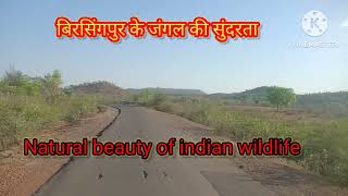 natural beauty of indian wildlife बिरसिंगपुर सतना मध्य प्रदेश [upl. by The]