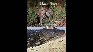 Jaguar vs Black caiman 1v1 vs edit caiman crocodile alligator reptiles jaguar [upl. by Service]