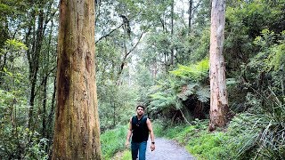 Hiking in Melbourne  Kokoda Track Memorial Walk 1000 Steps  Dandenong Ranges [upl. by Rennie]