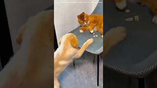 Cats against others 🐈 cat youtubeshorts funnyvideo shorts video [upl. by Caughey]