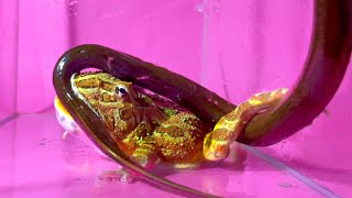 A frog biting a giant eel  Pacman frog  African bullfrog【LIVE FEEDING】 [upl. by Cis551]